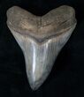 Serrated Megalodon Tooth - Virginia #15880-1